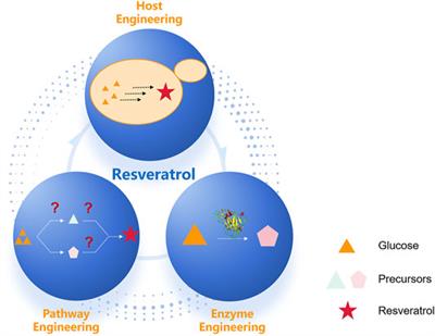 Synthetic Biology-Driven Microbial Production of Resveratrol: Advances and Perspectives